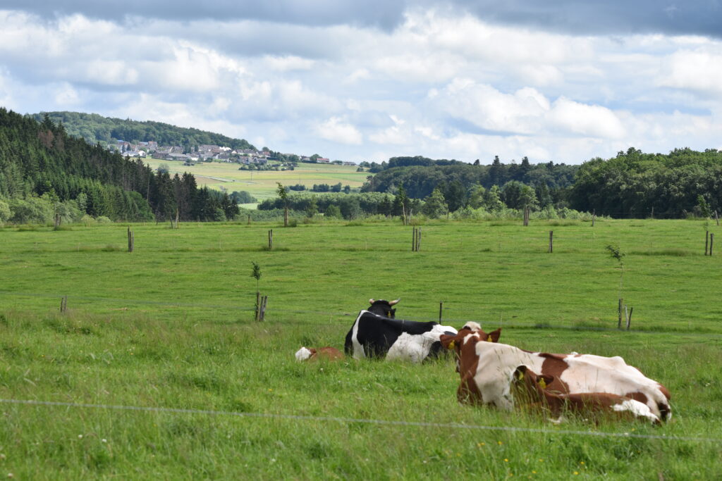 Kühe liegen auf der Weide, dahinter Wald und ein Dorf