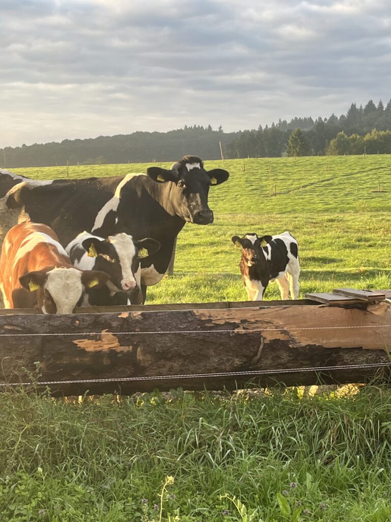Kuh und Kälber an der Tränke