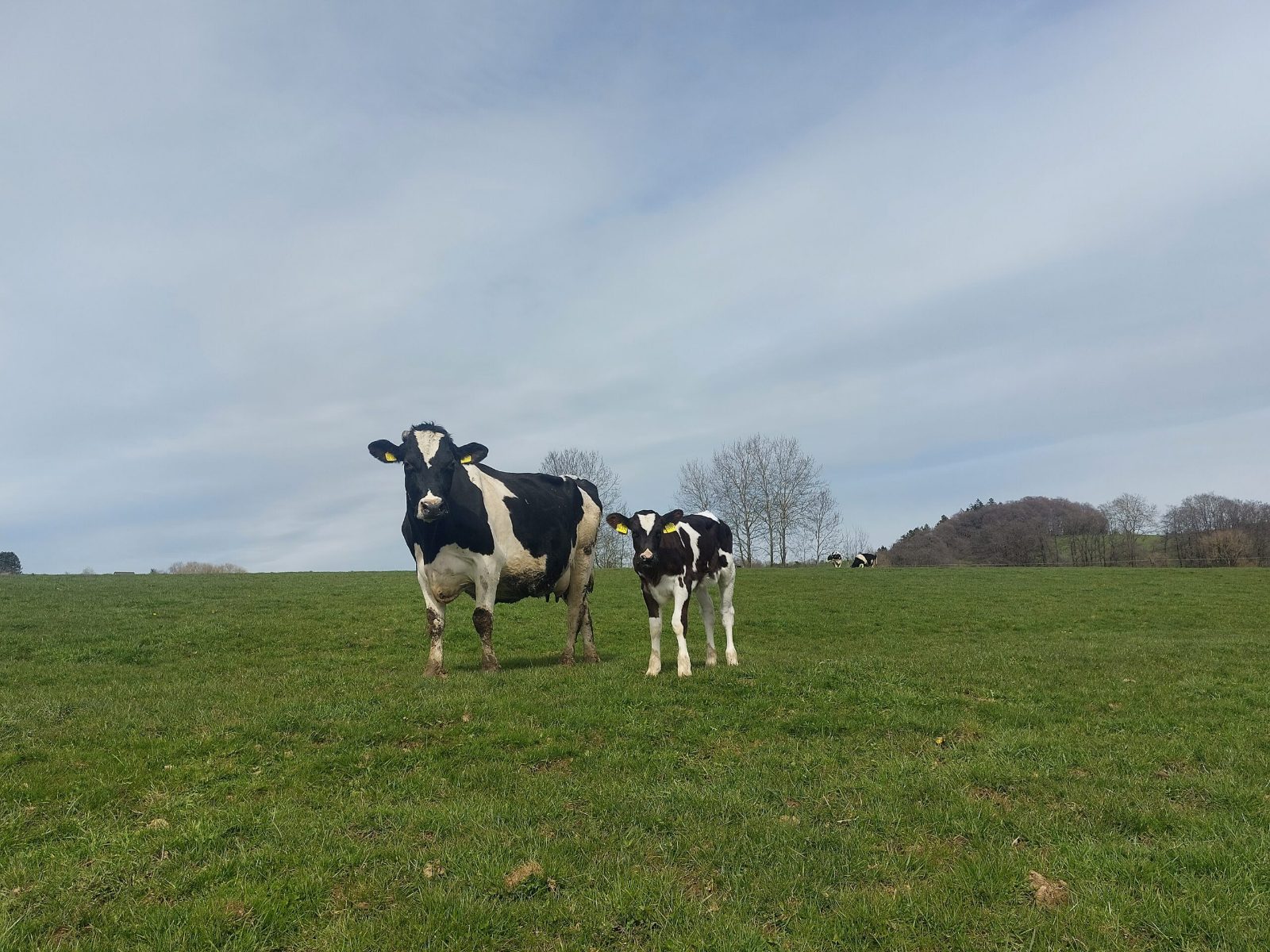 Eine schwarzbunte Kuh und ein Kalb stehen zusammen auf der Weide.