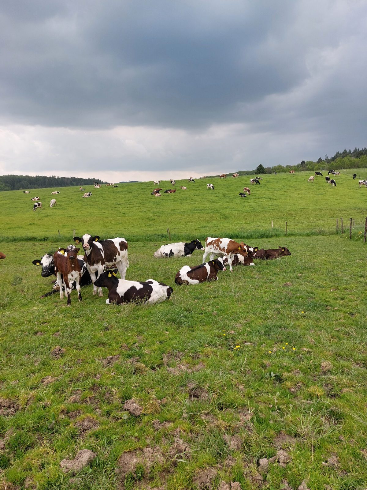 Kühe und Kälber liegen und stehen auf einer großen Weide.