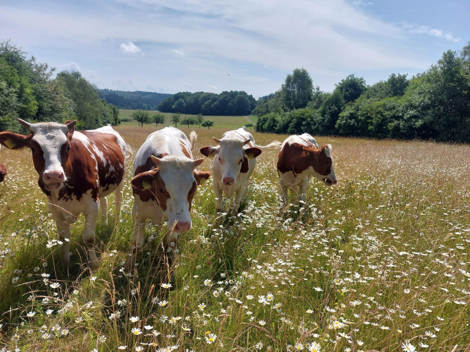 Rotbunte junge Kühe stehen in einer blühenden Wiese.
