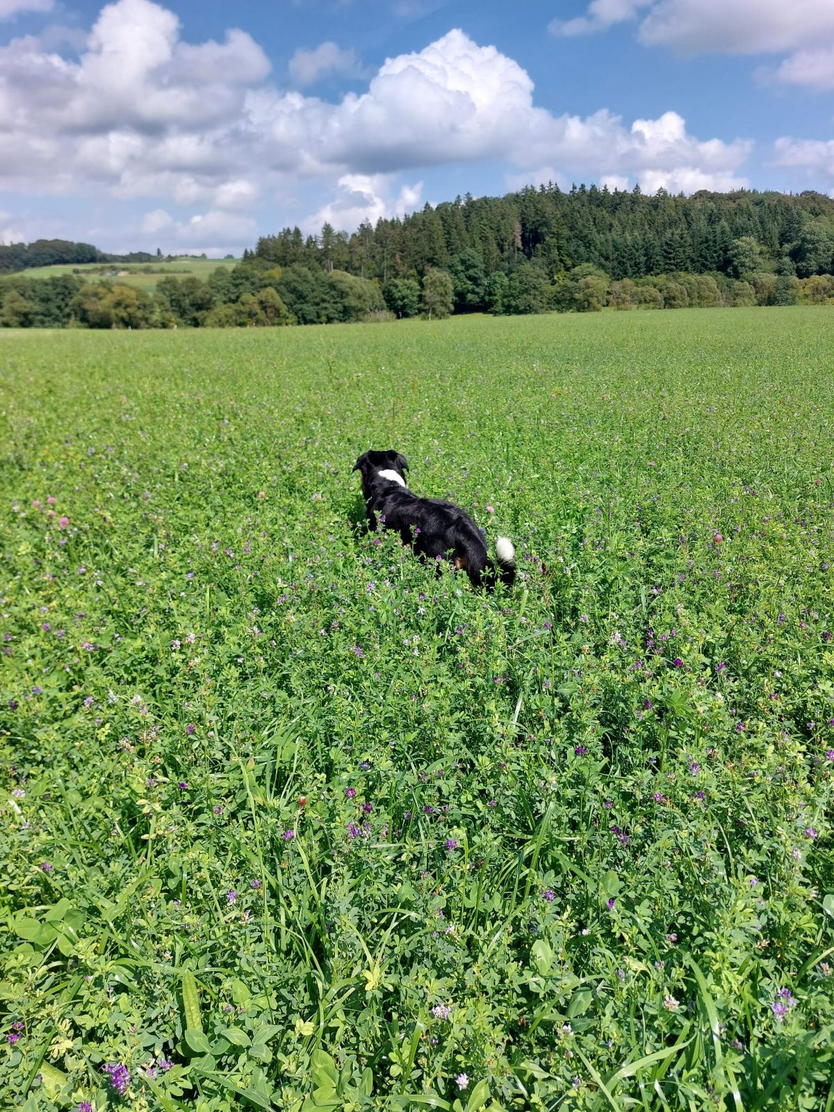 Der Hofhund läuft durch ein hoch gewachsenes grünes Feld.