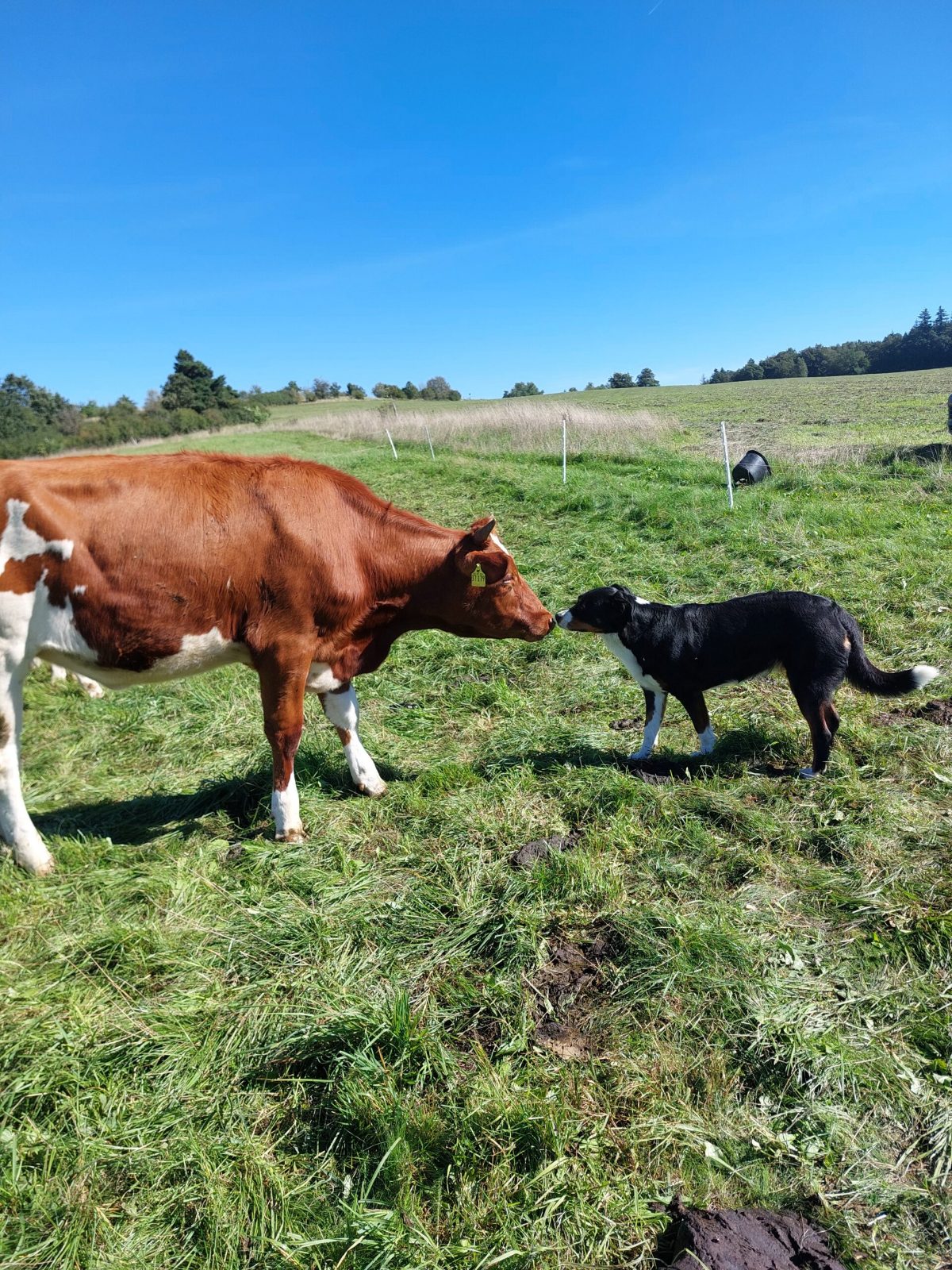 Eine rotbunte Kuh und der Hofhund beschnuppern sich auf der Weide.