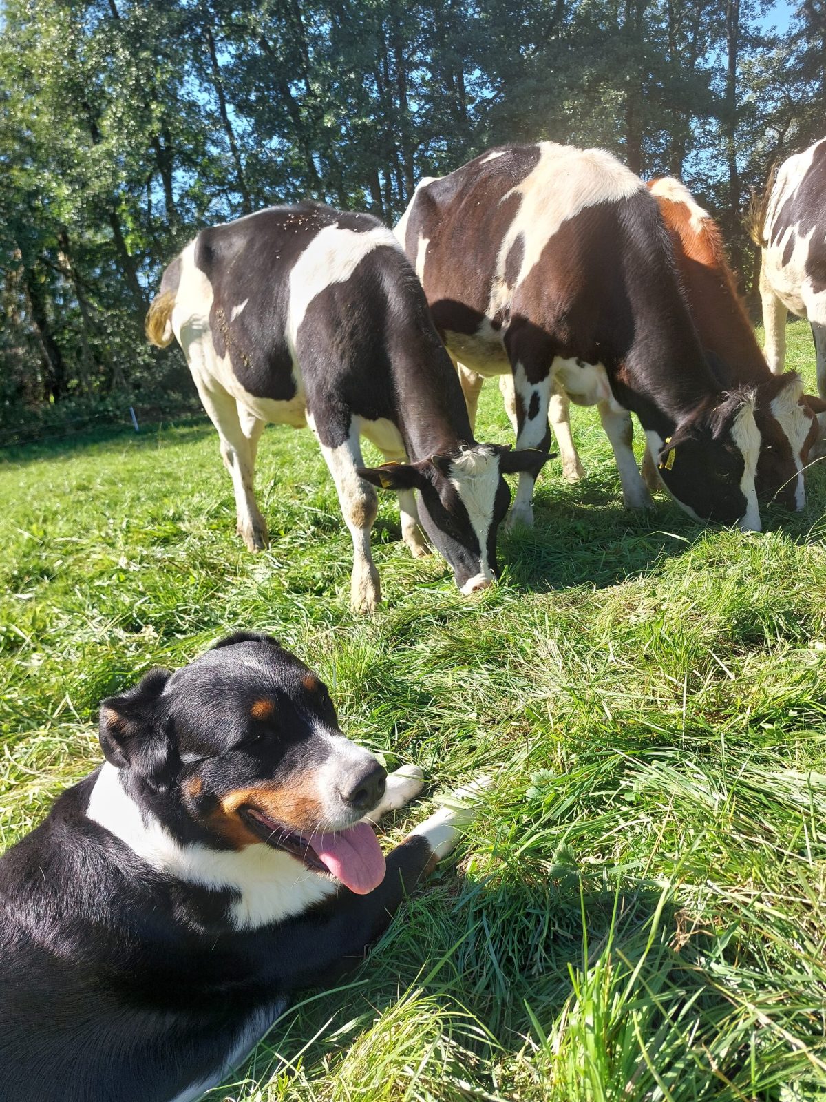 Der Hofhund liegt im Gras, dahinter grasen Kühe.