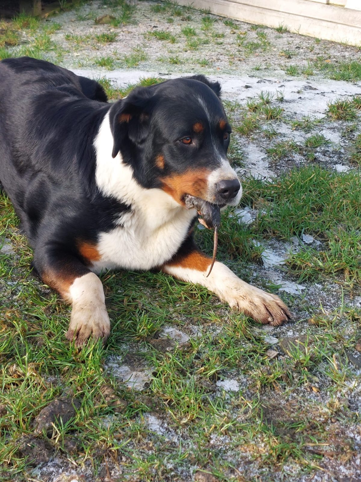 Tobi muss Bauen und putzen und machen und tun